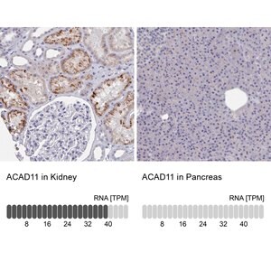 Merck Anti-ACAD11 antibody produced in rabbit