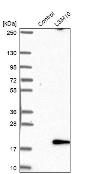 Merck Anti-LSM10 antibody produced in rabbit