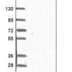 Merck Anti-LSM10 antibody produced in rabbit
