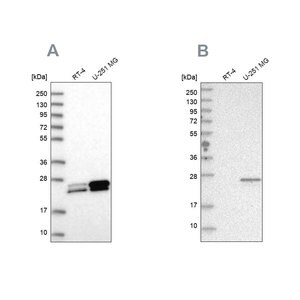 Merck Anti-GUK1 antibody produced in rabbit