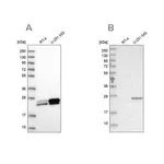 Merck Anti-GUK1 antibody produced in rabbit