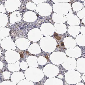 Merck Anti-PLAUR antibody produced in rabbit