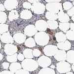 Merck Anti-PLAUR antibody produced in rabbit