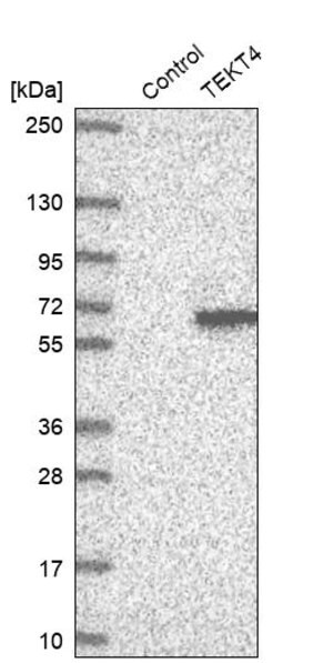 Merck Anti-TEKT4 antibody produced in rabbit