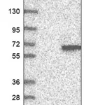 Merck Anti-TEKT4 antibody produced in rabbit