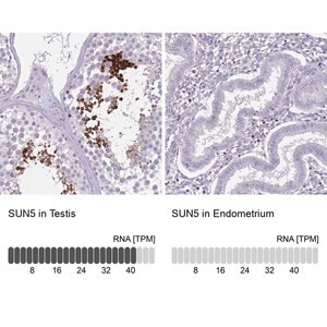 Merck Anti-SUN5 antibody produced in rabbit