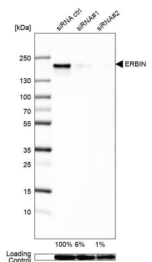 Merck Anti-ERBIN antibody produced in rabbit