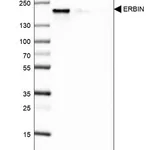Merck Anti-ERBIN antibody produced in rabbit