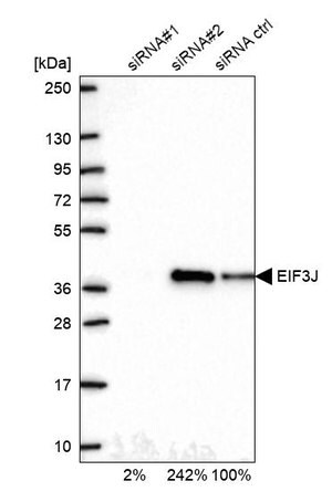 Merck Anti-EIF3J antibody produced in rabbit