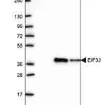 Merck Anti-EIF3J antibody produced in rabbit