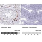 Merck Anti-ERICH6 antibody produced in rabbit