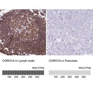 Merck Anti-CORO1A antibody produced in rabbit