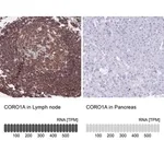 Merck Anti-CORO1A antibody produced in rabbit