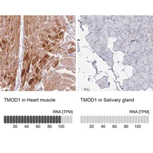 Merck Anti-TMOD1 antibody produced in rabbit