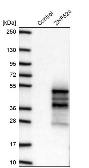 Merck Anti-ZNF524 antibody produced in rabbit