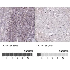 Merck Anti-PYHIN1 antibody produced in rabbit