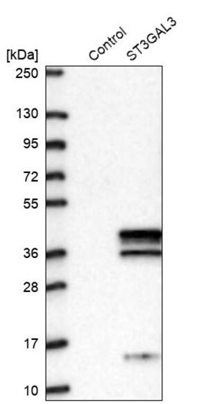Merck Anti-ST3GAL3 antibody produced in rabbit