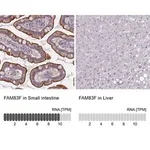Merck Anti-FAM83F antibody produced in rabbit