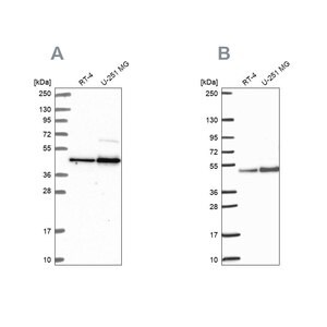 Merck Anti-ARFGAP1 antibody produced in rabbit