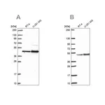 Merck Anti-ARFGAP1 antibody produced in rabbit