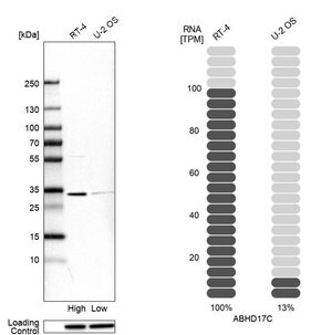 Merck Anti-ABHD17C antibody produced in rabbit