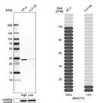 Merck Anti-ABHD17C antibody produced in rabbit