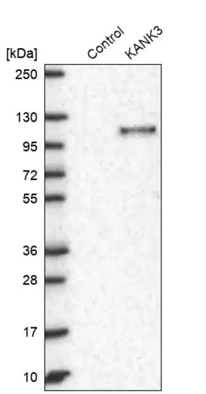 Merck Anti-KANK3 antibody produced in rabbit