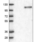 Merck Anti-KANK3 antibody produced in rabbit