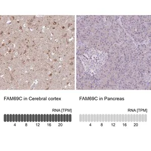 Merck Anti-FAM69C antibody produced in rabbit
