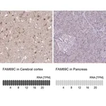 Merck Anti-FAM69C antibody produced in rabbit