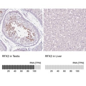 Merck Anti-RFX2 antibody produced in rabbit