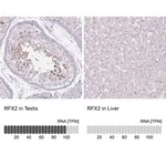 Merck Anti-RFX2 antibody produced in rabbit
