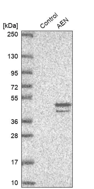 Merck Anti-AEN antibody produced in rabbit