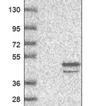 Merck Anti-AEN antibody produced in rabbit