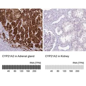 Merck Anti-CYP21A2 antibody produced in rabbit