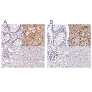 Merck Anti-SYNPR antibody produced in rabbit