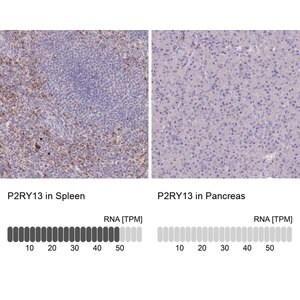 Merck Anti-P2RY13 antibody produced in rabbit
