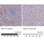 Merck Anti-P2RY13 antibody produced in rabbit