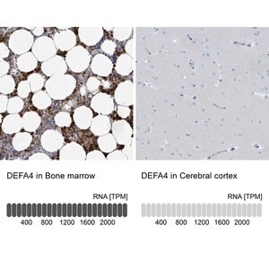 Merck Anti-DEFA4 antibody produced in rabbit
