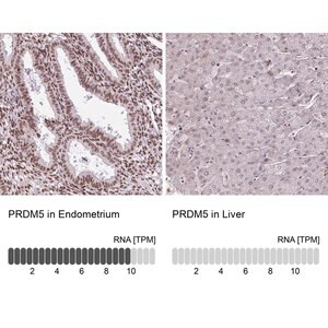 Merck Anti-PRDM5 antibody produced in rabbit