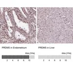 Merck Anti-PRDM5 antibody produced in rabbit