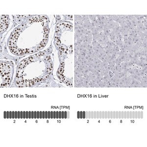 Merck Anti-DHX16 antibody produced in rabbit
