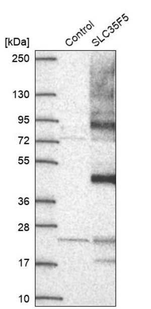 Merck Anti-SLC35F5 antibody produced in rabbit