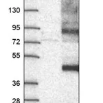 Merck Anti-SLC35F5 antibody produced in rabbit
