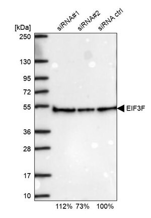 Merck Anti-EIF3F antibody produced in rabbit