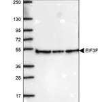 Merck Anti-EIF3F antibody produced in rabbit