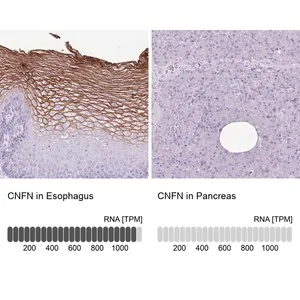 Merck Anti-CNFN antibody produced in rabbit