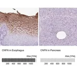 Merck Anti-CNFN antibody produced in rabbit