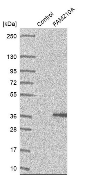 Merck Anti-FAM210A antibody produced in rabbit
