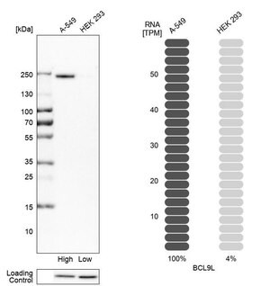 Merck Anti-BCL9L antibody produced in rabbit